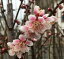 鈴鹿の関 花梅 苗木 スズカノセキ すずかのせき【庭木 花木 花梅 はなうめ ハナウメ】 2,700円