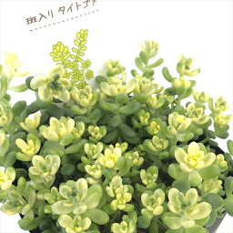 多肉植物 se<strong>セダム</strong> 斑入りタイトゴメ 多肉植物 <strong>セダム</strong> 9cmポット 登録品<strong>種</strong>