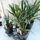 オモト 種類おまかせ (万年青 4.5号 観葉植物)