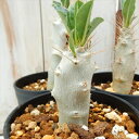 caパキポディウム レアリー 多肉植物 パキポディウム 3号鉢