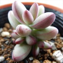 hmクラッスラ ルドリップ 多肉植物 クラッスラ 6cmポット