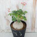 caヤトロファ ベルランディエリ 錦珊瑚 ニシキサンゴ 4.5号鉢 多肉植物 コーデックス