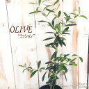 オリーブ ミッション 10.5cmポット 観葉植物 オリーブの木 苗 シンボルツリー 庭木 果樹