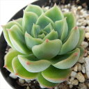 skエケベリア ライム&チリ(多肉植物 エケベリア 7.5cmポット)