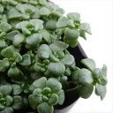 seセダム オレガナム 多肉植物 セダム 9cmポット
