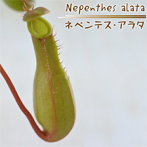 ネペンテス アラータ 観葉植物 3.5号鉢 アラタ