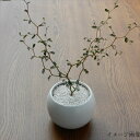 ソフォラ ミクロフィラ リトルベイビー(メルヘンの木 観葉植物 9cmポット)
