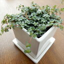 ピレア グラウカ(観葉植物・ミニ観葉)の写真