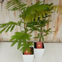 ネムノキ エバーフレッシュ(ネムの木 観葉植物 あかさやネムの木 空気清浄木 殺菌・癒し・乾燥防止効果 電磁波吸収 視覚疲労解消 12cmポット)