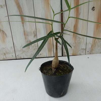 ボトルツリー ブラキキトン ルペストリス（観葉植物 ミニ観葉 9cmポット）