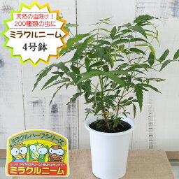 ニーム ミラクルニーム <strong>4号鉢</strong> 夏の虫よけ対策 ハーブ 天然植物性農薬 Herb