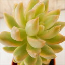 nkセダム オウレイ錦(黄麗錦 多肉植物 セダム 6cmポット)