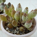 spアドロミスクス インディアンクラブ(多肉植物 アドロミスクス 2.5号プラ鉢)