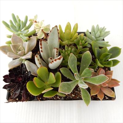 管理も簡単 室内インテリアに多肉植物おまかせ連結12株セット（寄せ植え 売れ筋）