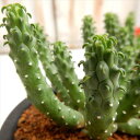 osユーフォルビア 九頭竜 おもしろ多肉植物