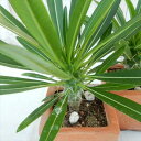 caパキポディウム ラメリー(多肉植物 コーデックス パキポディウム 2.5号サイズ 陶器鉢)