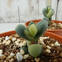 swランプランツ レーマニー錦 コルプスクラリア・リーマニー錦(Corpuscularia lehmannii f. variegata)メセン 売れてる人気の多肉植物 6cmポット