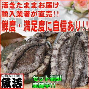 活蝦夷あわびLL（120/130g）6枚入...:nihonkatu:10000133