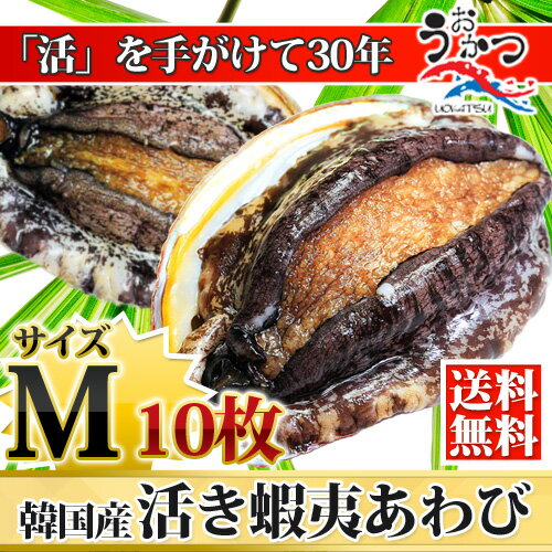 活蝦夷あわびМ（70/80g）10枚入...:nihonkatu:10000102