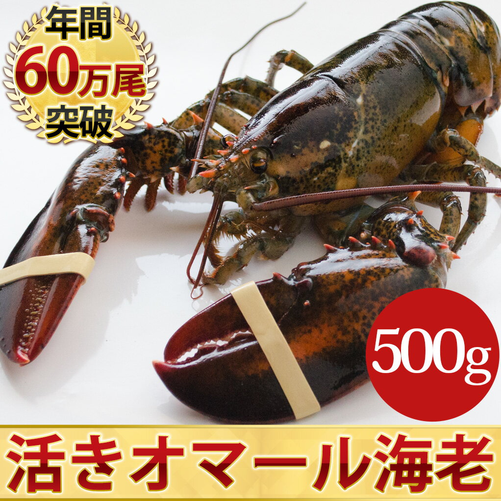 天然 活オマール海老（500g）1尾入...:nihonkatu:10000000