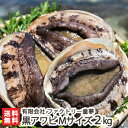佐渡産「活」黒アワビ Mサイズ 2kg ファクトリー童夢【エアーポンプ付/鮮度抜群】【代金引換・後払い不可】【送料無料】