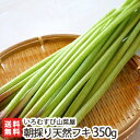 新潟産 朝採り天然フキ 350g(70g×5袋)【採れたて直送/新鮮/鮮度抜群/山菜の天ぷらや