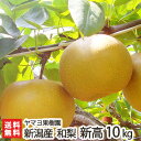 ヤマヨ果樹園の日本梨 新潟県産 新高 10kg(12~20玉)【新高梨】【お中元に!贈り物・内祝いに!のし(熨斗)無料】【送料無料】