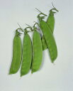 オランダ大莢豌豆（オランダサヤエンドウ）の種　1デシリットル（100ミリリットル）今話題の食感の良い大型のサヤエンドウ！