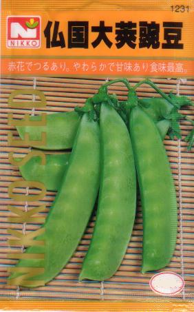 仏国大莢豌豆　【秋】