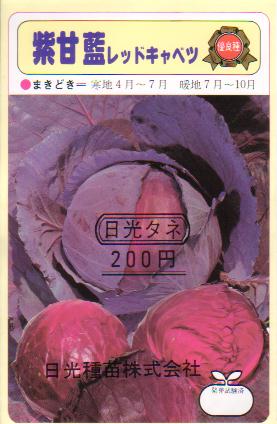 紫甘藍レッドキャベツ　【春】【秋】