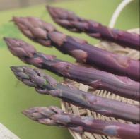 紫アスパラガス苗　10．5cmポット植え　【お買い得4本セット】