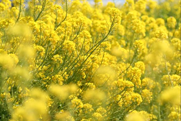 ワイルドフラワー　景観植物のたね「菜の花（ナノハナ、アブラナ、あぶらな、ナタネ、なたね）　…...:nikkoseed:10001240