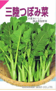 三陸つぼみ菜