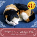 三毛猫 こどもにすりすりする猫 みゃあ猫の癒され動画集め