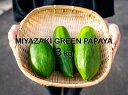 送料無料 ※8月頃からの出荷 [パパイア王子] 果物 MIYAZAKI GREEN PAPAYA 3kg(宮崎グリーンパパイア6～8個程度)/スーパーフード/酵素/メディカルフルーツ/スムージー/漬物/パパイヤ