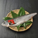 送料無料 北海道 お取り寄せ 知床産 鮭児 ケイジ 生冷凍 半身 約900g~1000g ルイベ刺身に