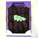 石川県特産デラウェア2kg【楽ギフ_包装】【楽ギフ_のし】【楽ギフ_のし宛書】(夏ギフト☆食品/お中元/ぶどう/ランキング上位/安心/安全/石川県産/デラウェア/デラウエア/クール便/完熟ぶどう/2キロ/種なし/朝摘み/化粧箱/