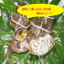 【本場中国産】上海蟹 メス 母 (中10匹満足セット!)90...