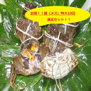 【本場中国産】上海蟹 メス 母 (特大10匹満足セット!)1...
