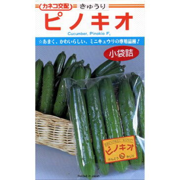 きゅうり 種 【ピノキオ】 20粒 （ 種 野菜 野菜種子 野菜種 ）