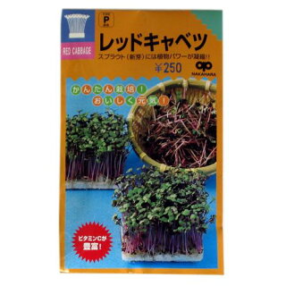 キャベツ 種 ミニキャベツ 甘乙女 種子 小袋 約1ml キャベツ 農業屋 Com