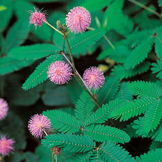 おじぎ草 実咲小袋 おじぎ草の種 あ行 農業屋 Com