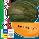 スイカ 種 【 オレンジヴォーノ（橙肉・中楕円） 】 小袋(8粒) ( スイカの種 )