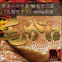 北海道 オホーツク産 堅毛ガニ姿(大型サイズ)1杯 660g前後【10P03Dec16】