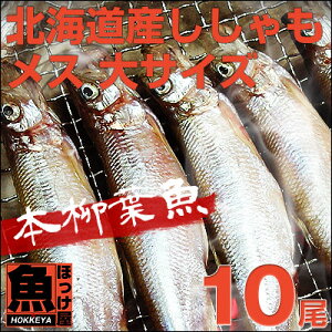 北海道（広尾産）ししゃもメス　大サイズ　10尾 【本ししゃも】