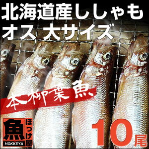 北海道（広尾産）ししゃも オス特大サイズ 10尾 【本ししゃも】