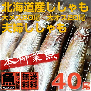 【送料無料】北海道（広尾産）ししゃも 大メス20尾　大オス20尾の夫婦ししゃもセット（化粧箱入）【本ししゃも】ギフト お歳暮 誕生日プレゼント 内祝い 贈り物 母の日 父の日