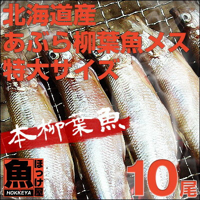 【あぶら柳葉魚】北海道（広尾産）解禁まぢかの ししゃもメス 特大サイズ 10尾 【本ししゃも】