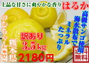 こだわり訳あり はるか 3.5kg★減農薬栽培 果物・野菜ソムリエ★が作る!激オシ 【送料