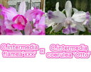 C.intermedia flamea X sib C.インターメディア フラメア X sib